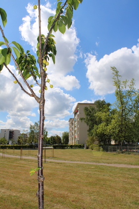 Auch wenn die kleine Kirsche im Bild bereits grüne Früchte trägt, wird auch dieser Baum die Zeit der nächsten Jahren abwarten müssen.